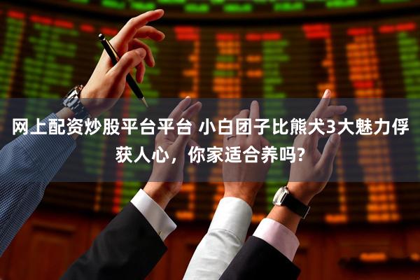 网上配资炒股平台平台 小白团子比熊犬3大魅力俘获人心，你家适合养吗?